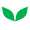 Dhofar Leaf (1)